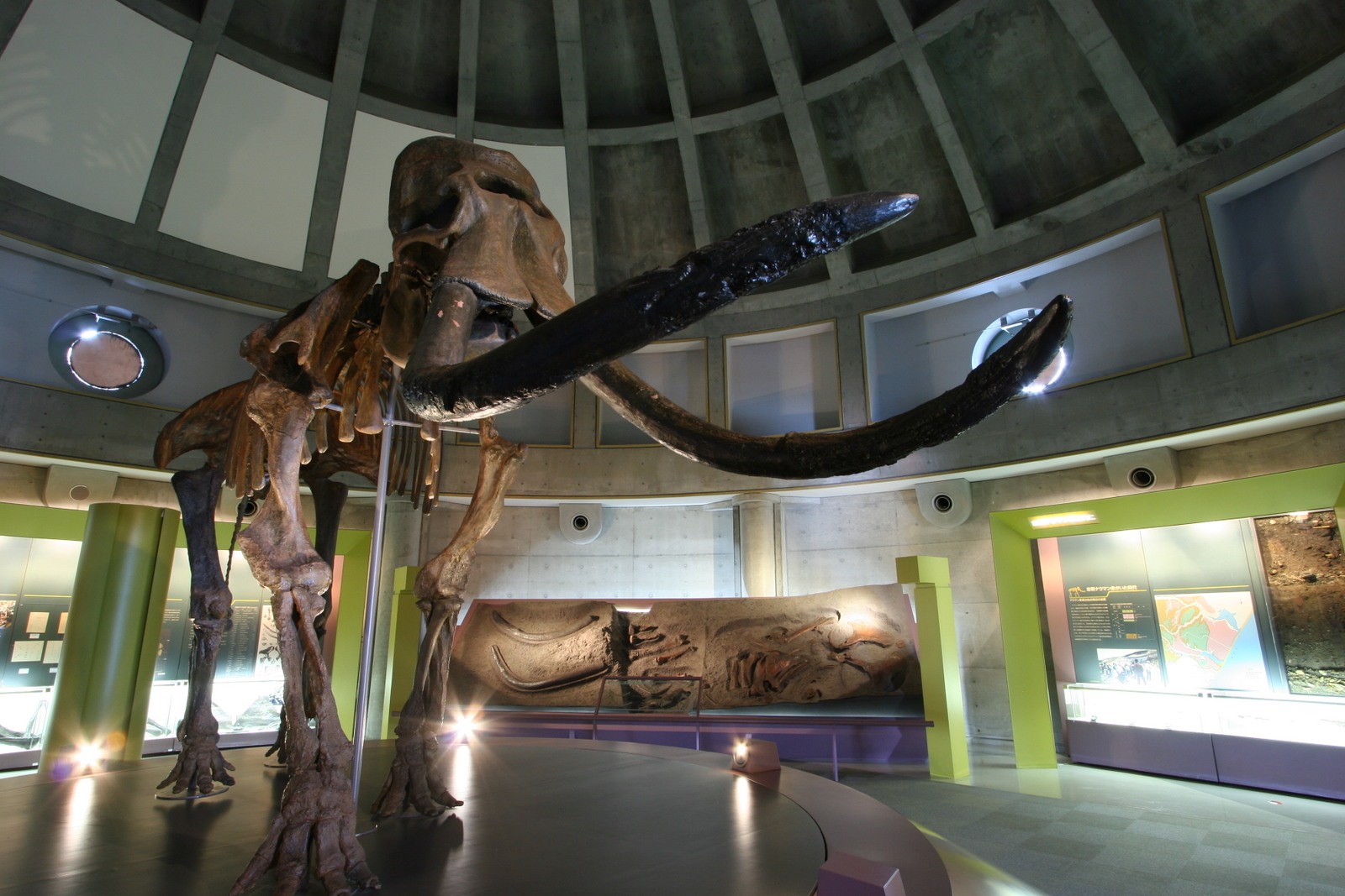 忠類ナウマン象記念館